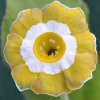 Primula Auricula Hinton Green Fields - Abriachan Nurseries